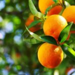 Cultivar uma laranjeira...