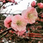 Ameixeira japonesa: A...