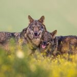 Declínio do lobo...